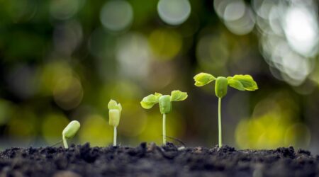 Young green seedlings sprouting from soil with a soft-focus natural green background.