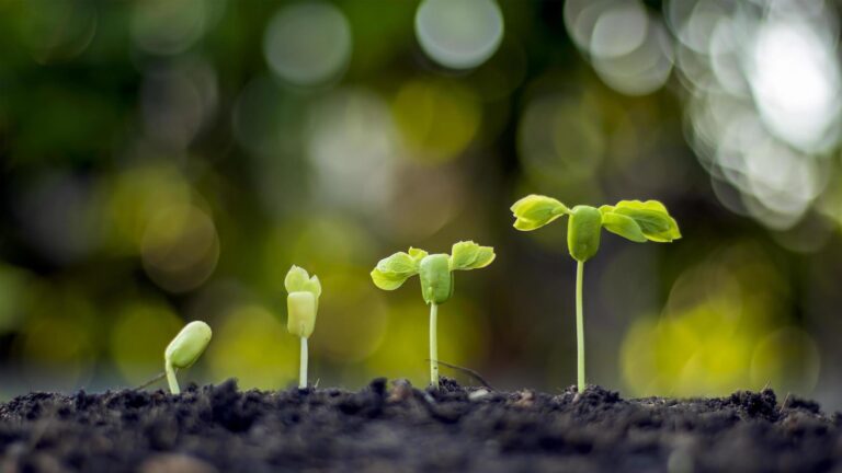 Young green seedlings sprouting from soil with a soft-focus natural green background.